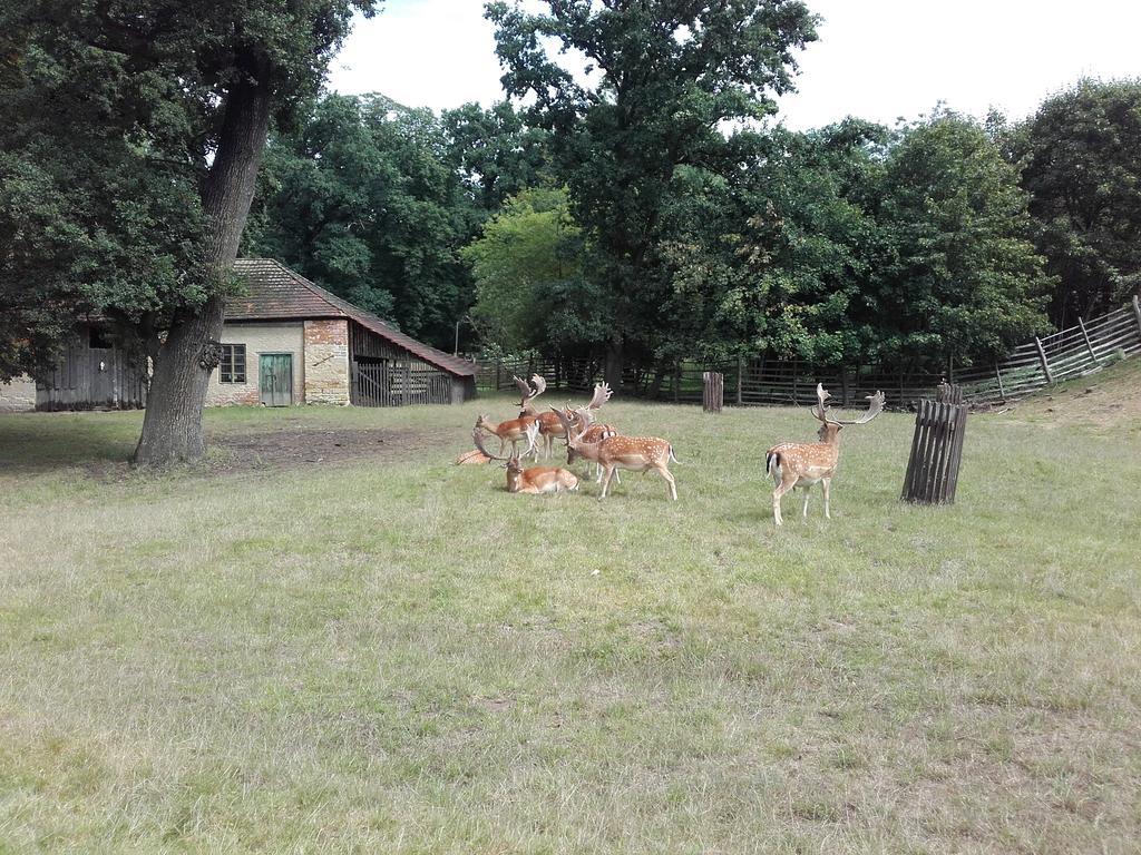 Apartmán KOI Appartamento Veltrusy Esterno foto